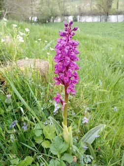 Orchis_mascula